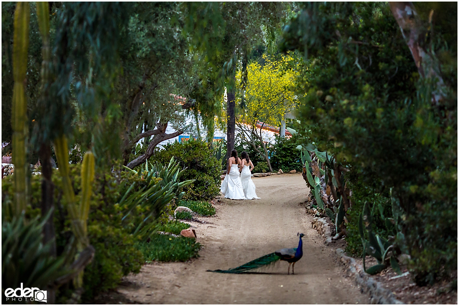 Leo Carillo Ranch Wedding peacock