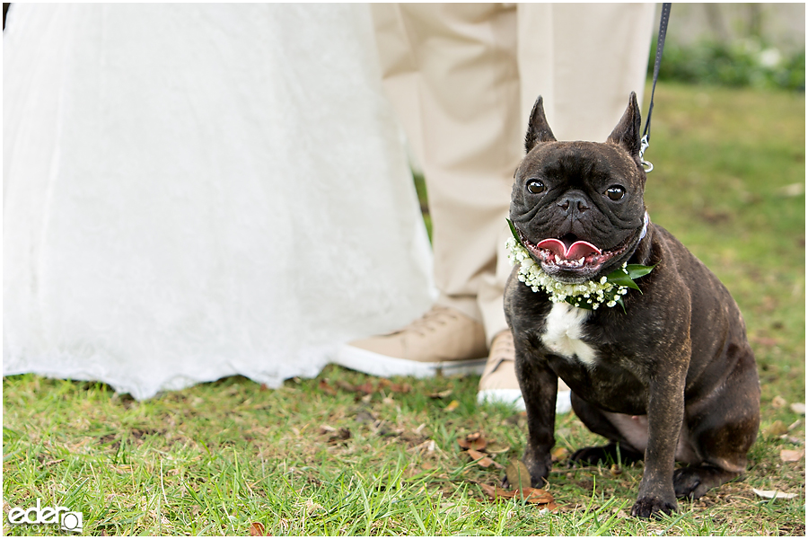 The Thursday Club Wedding - ceremony ring bearer dog