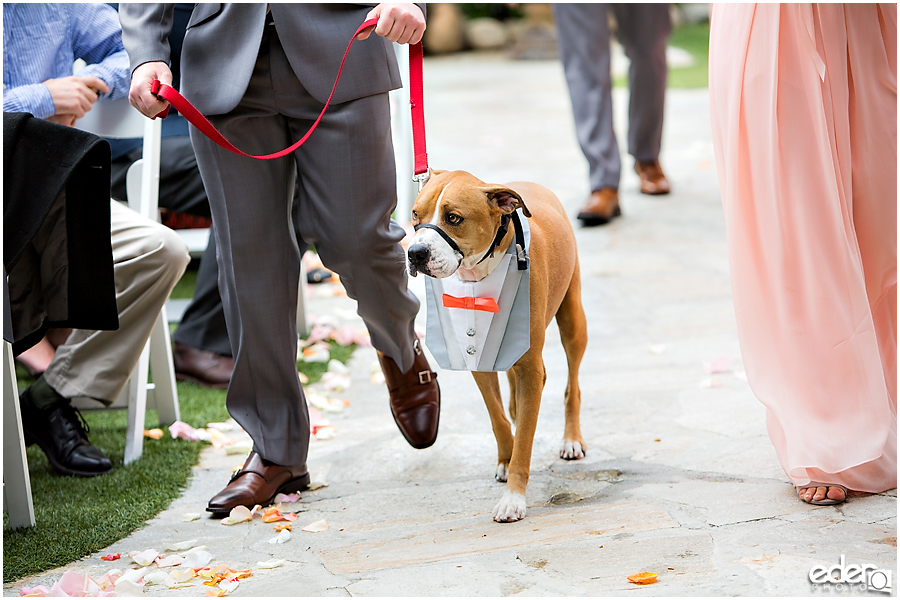 Dog friendly venue at Green Gables Wedding Estate