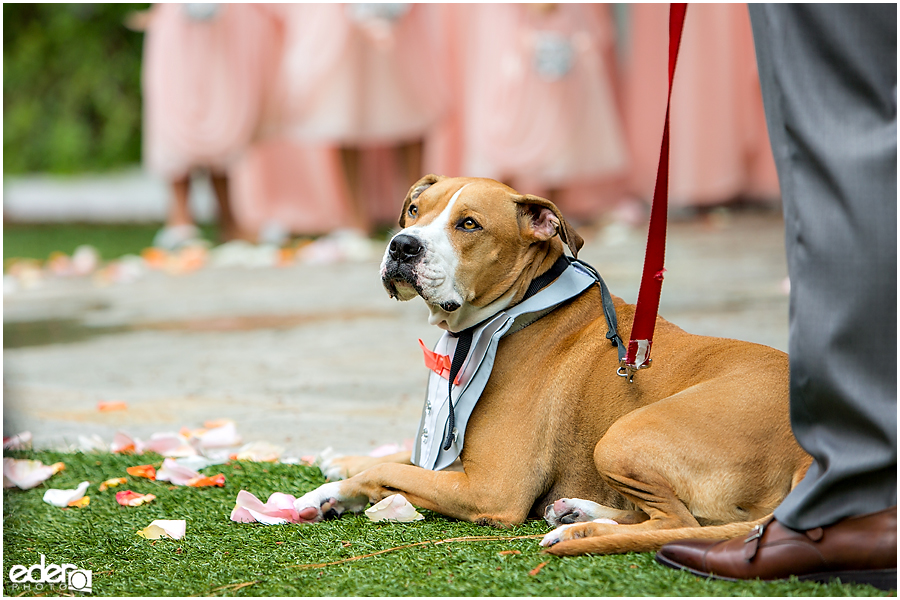 San Diego dog friendly wedding venue