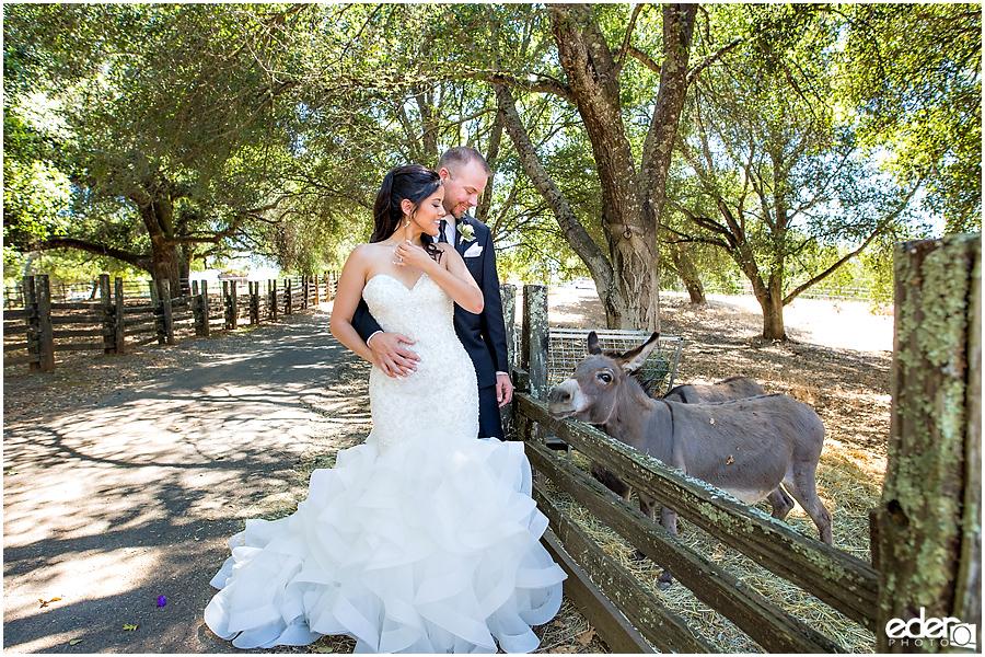 Vineyard Wedding bride and groom portraits with donkey.