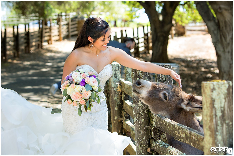 Vineyard Wedding bride portraits with donkey.