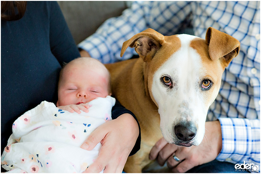 Newborn Lifestyle Portrait Session - baby and dog